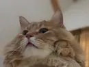 🦁復活toraちゃん🦁