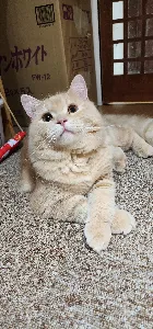 チャイチャイ