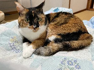 Co猫