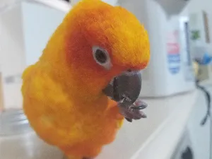 やっちゃん