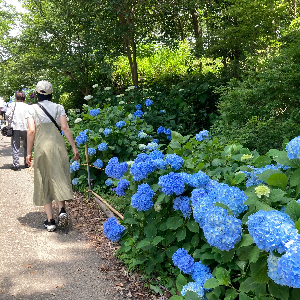 まみえ