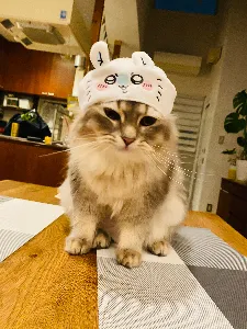 ニカたん