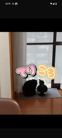 てりころTikTok猫・YouTBGM✨