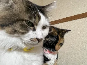 あまやん