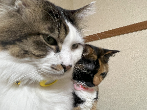 あまやん