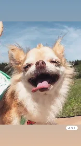 幸せクッキーちゃん