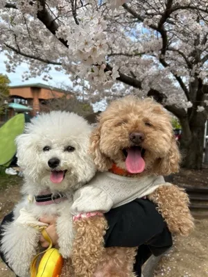 もちゃ