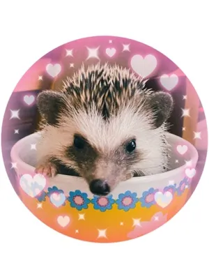 ナツアキ