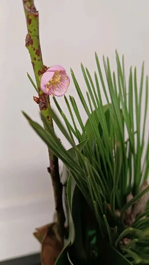 yumico🍀ほほ笑日和