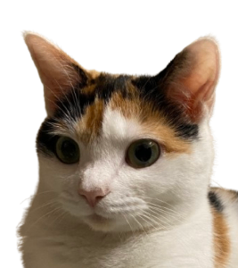 まいるめ@家計管理・老後資金