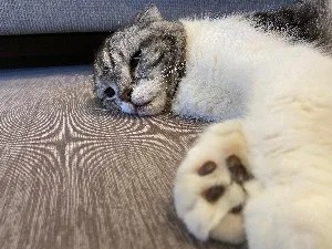 りーちゃん