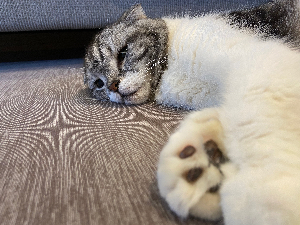りーちゃん