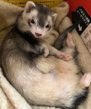 しのと