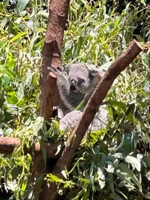 笑門福來(わらふく)@NFC✕H.M🐨