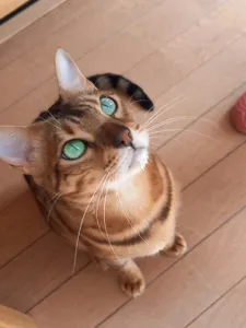 Tom