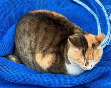 ヨシカ🐈日常に溶け込む地域翻訳家