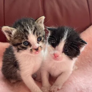 NAO＠保護猫ライバー＋ライバー事務所