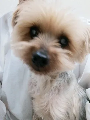 クッキー