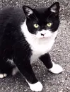 白黒猫