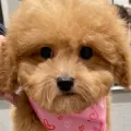 たけパパ