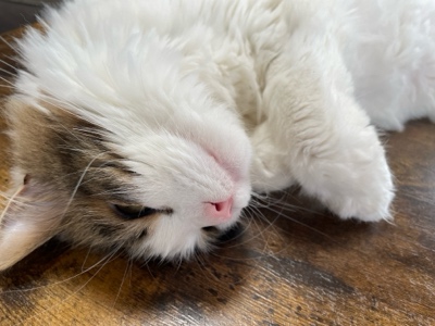 みけみけ＠サポート