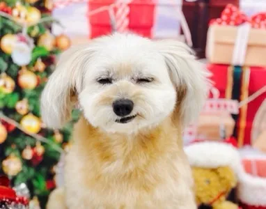 さとう