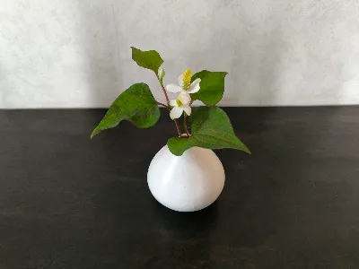 crane （クレイン）