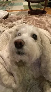 ナルなうナル