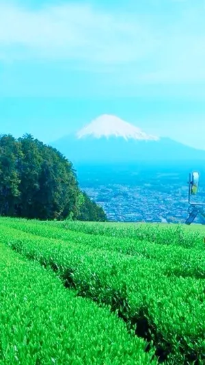 はくちょー│お茶とお米の農家