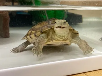 豆だいふく