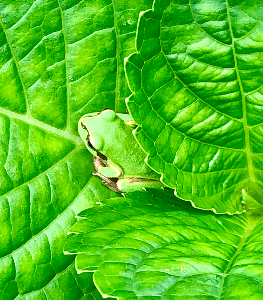 リリ@家計管理見直し