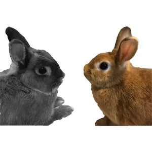 ちさ