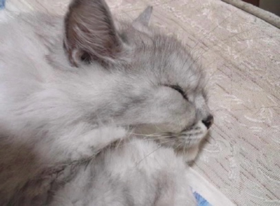 たま@音楽教室経営