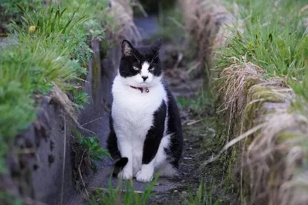 つや