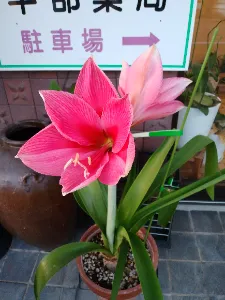 アマリリス