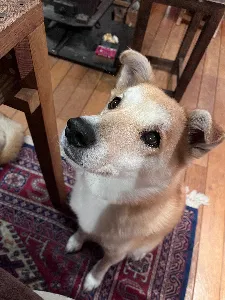 サンちゃん