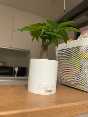 しま