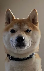 かめさんさん