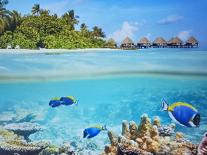 闇を彷徨うフクロウ