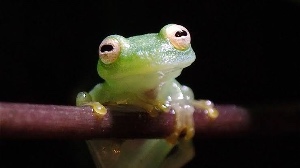 かえるっこ＠動画編集の猛者