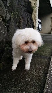 ぽん商店