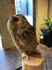 のみの心臓