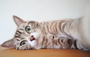 ふぅ