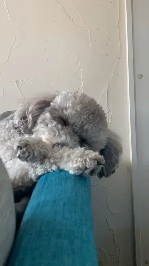 あぐぼう
