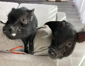 HIRO＠ブタちゃんを飼う経営者