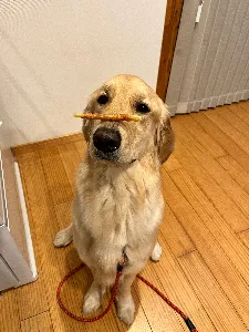 にこまる