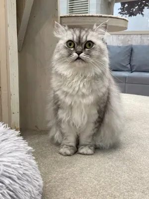 カルネ
