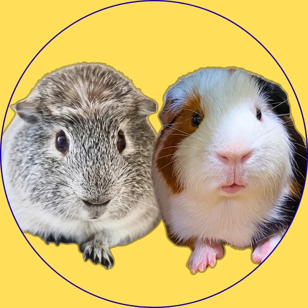 こんちゃん｜モルモットクリエイター🐹