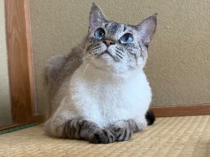 matsuげん