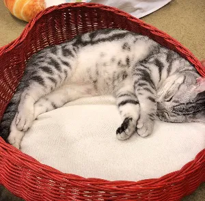 まゆげ